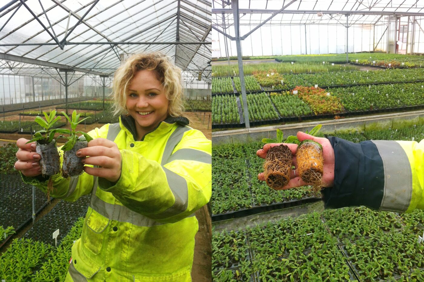 Aspire Coco nursery plants grown in coco substrate